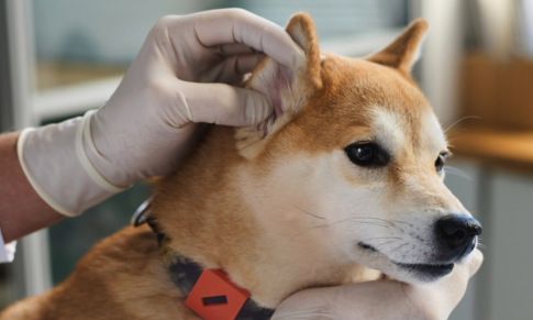 Next-Gen Ear Care: Modern Strategies for Mastering Canine Otitis Externa